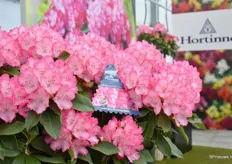 Een échte eyecather op de stand van Hortinno, de Rhododendron XXL. Er zijn meerdere kleuren in aantocht.